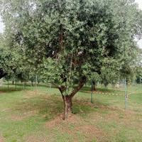 Alberi di ulivo