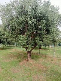 Alberi di ulivo