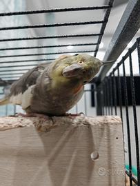 Coppia calopsitte + Voliera/Gabbia + Trespolo +...