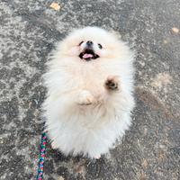 Cucciolo spitz PEDIGREE Pomerania TOY 7 mesi