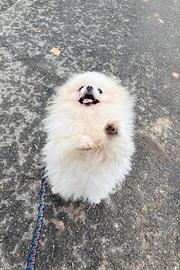 Cucciolo spitz PEDIGREE Pomerania TOY 7 mesi