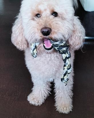 Barboncino x monta GRATIS