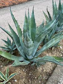 Agave americana verde