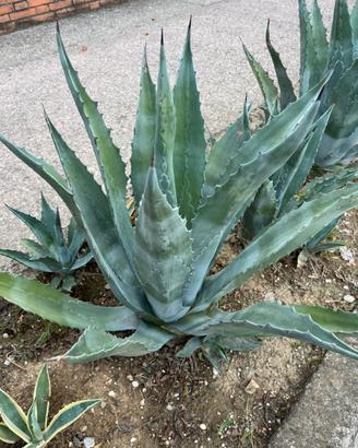 Agave americana verde
