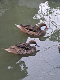 Codoni delle Bahamas