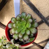 Pianta Aeonium arboricola