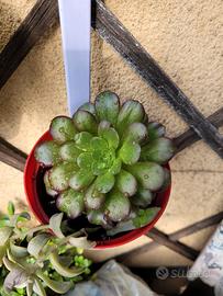 Pianta Aeonium arboricola