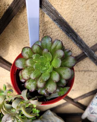 Pianta Aeonium arboricola