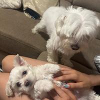 Vendiamo cuccioli maltese