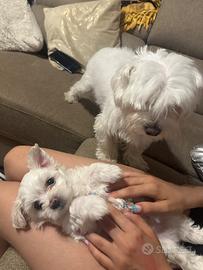 Vendiamo cuccioli maltese