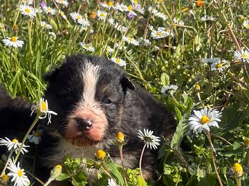 Cuccioli di pastore australiano
