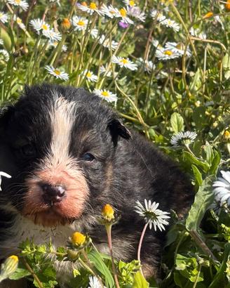 Cuccioli di pastore australiano