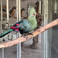 Turaco