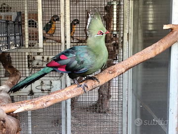 Turaco