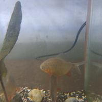 Piranha rosso 3 esemplari giovani