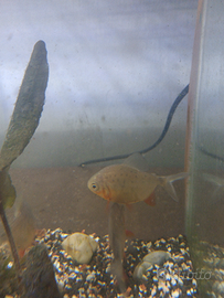 Piranha rosso 3 esemplari giovani