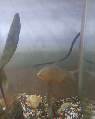 Piranha rosso 3 esemplari giovani