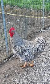 Coppia galline razza Amrock