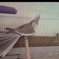 Calopsite riproduttiva