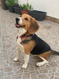 Beagle 1 anno e mezzo femmina