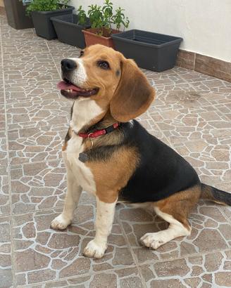 Beagle 1 anno e mezzo femmina