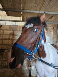 Cavallo pezzato