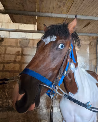 Cavallo pezzato