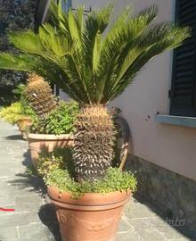cicas pianta 