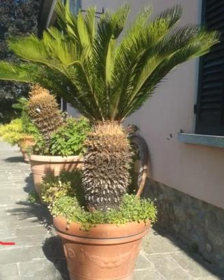 cicas pianta 