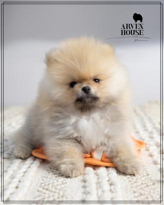Spitz nano tedesco (Pomerania) maschio arancio chi