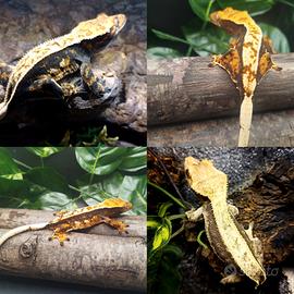 geco ciliatus femmine