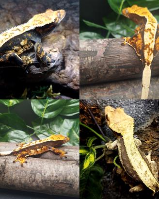 geco ciliatus femmine