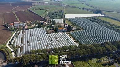 Latina - Appia - Terreno 3,5 ha. con kiwi | TR385