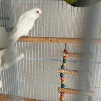 Cocorite con gabbia grande