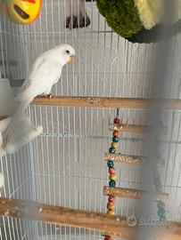 Cocorite con gabbia grande