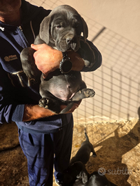 Cuccioli di cane corso