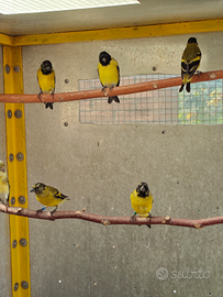 Coppia Lucherini Testa Nera 2023