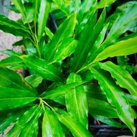 Cardamomo pianta.