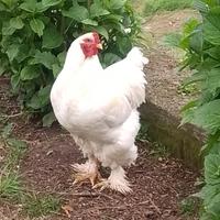Gallo brahma per galline