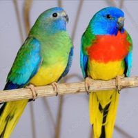 Coppia di pappagalli parochetto pettorosso