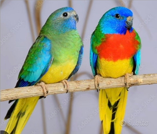 Coppia di pappagalli paruchetti