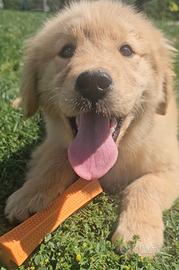 Ultima femmina Golden Retriever