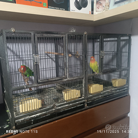 Gabbia ed inseparabili