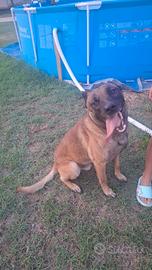 Cane maschio