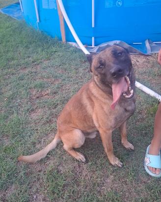 Cane maschio