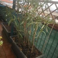 oleandro