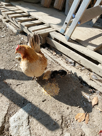 Galli e galline americane