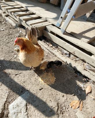 Galli e galline americane