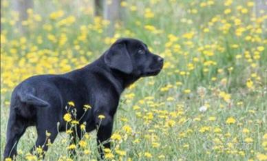 Labrador femmina 5 anni