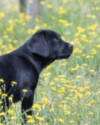 Labrador femmina 5 anni
